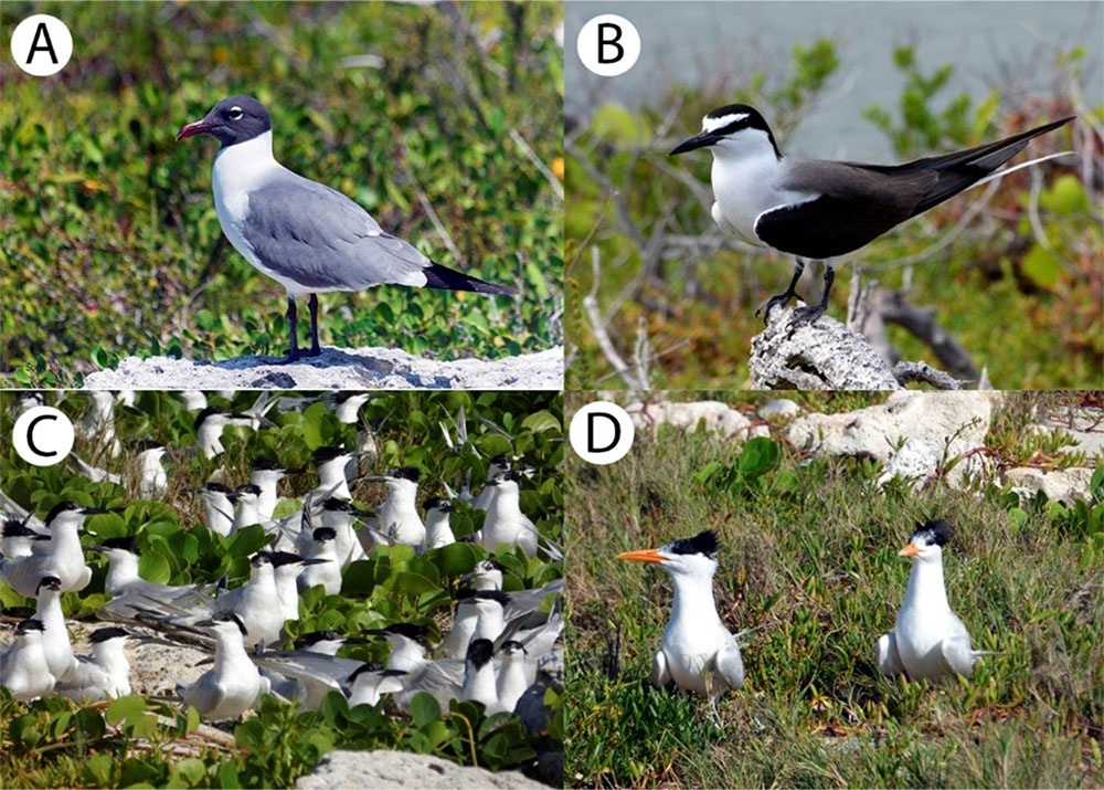Especies de aves representadas por colonias reproductivas en Cayo Español de Afuera, norte de la provincia Villa Clara, entre 2006 y 2025. A: Leucophaeus atricilla, B: Onychoprion anaethetus, C: Thalasseus sandvicensis y D: T. maximus. Fotos: Edwin Ruiz Rojas.