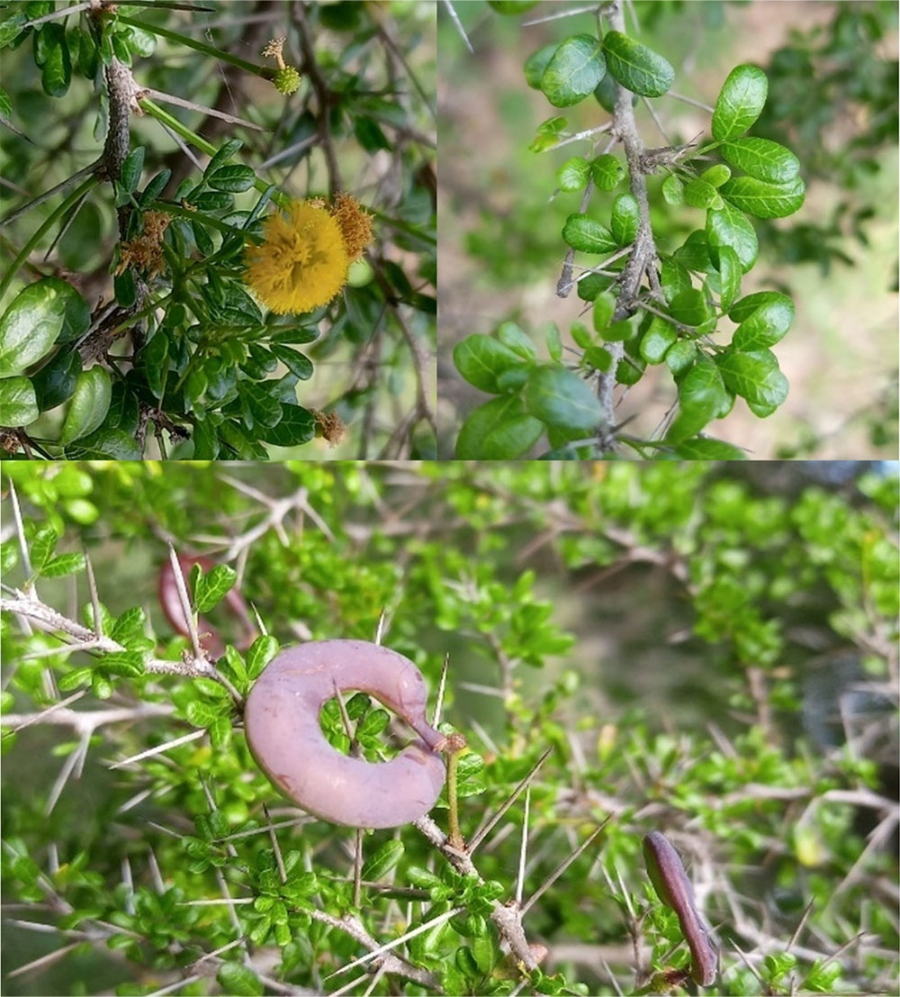 Vachellia roigii en el Refugio de Vida Silvestre Bahía de Malagueta. Imágenes tomadas por Alvaro Fernández.